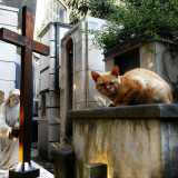 I felini non fanno nulla per mostrarsi felici delle nostre presenze: si limitano a scrutarti dalle tombe, di cui sembrano essere i guardiani